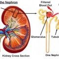 απεικόνιση νεφρού