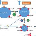 i_apolipoprwteini