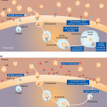 PCSK9-role-in-the-liver-A-and-mechanism-of-action-of-anti-PCSK9-monoclonal