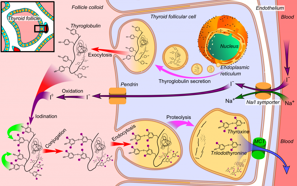 Thyroid_hormone_synthesis (1)