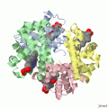 dna 2 Hemoglobin