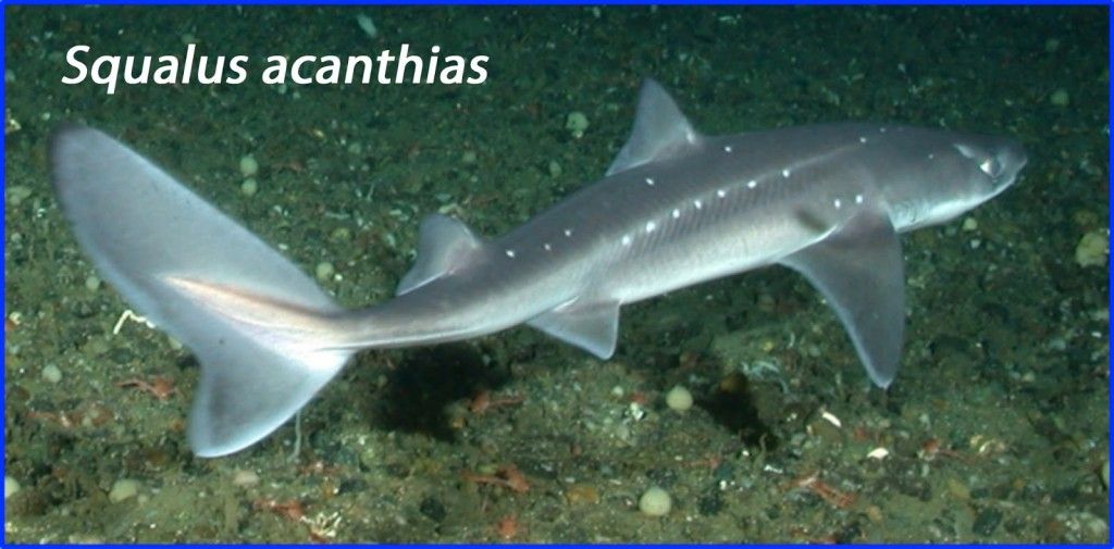 tro Spiny Dogfish Final