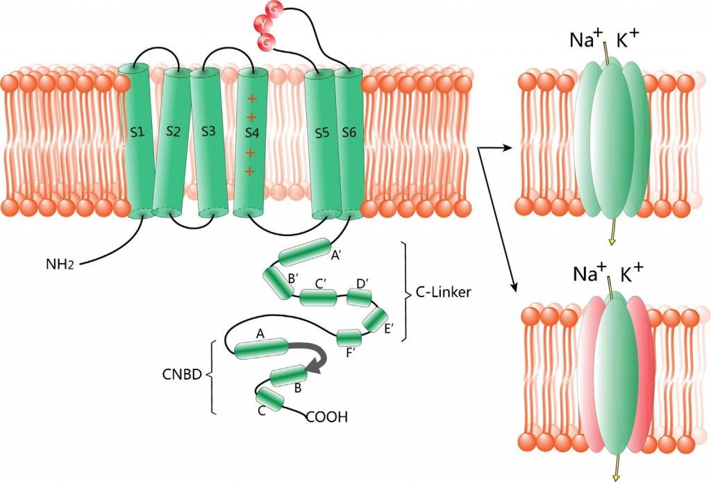 ARRY IF structure-of-hcn-channels