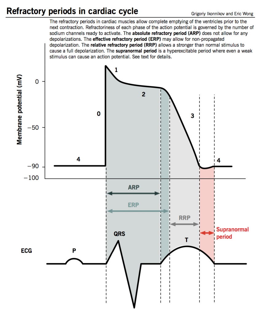 RefractoryPeriod