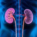 kidney sSdLLUAD90