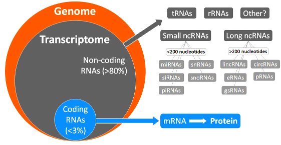 dna Coding-and-non-coding-RNAs-in-the-human-genome-tRNAs-transfert-RNAs-rRNAs-ribosomal