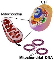 incl 450px-Mitochondrial_DNA_lg