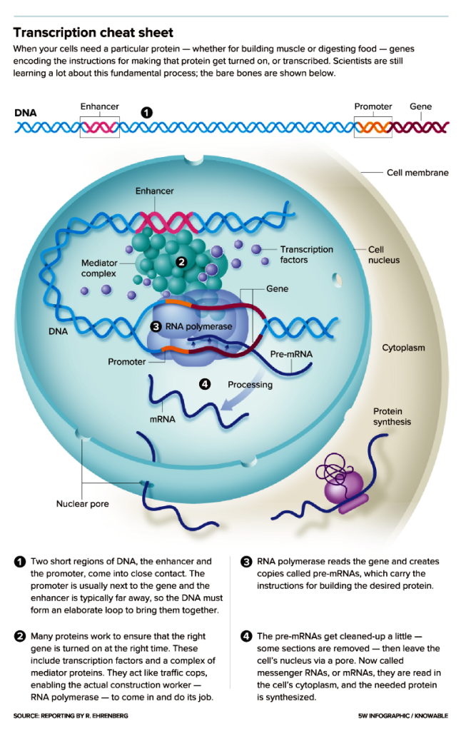 incl @@transcription-graphic-knowable-l