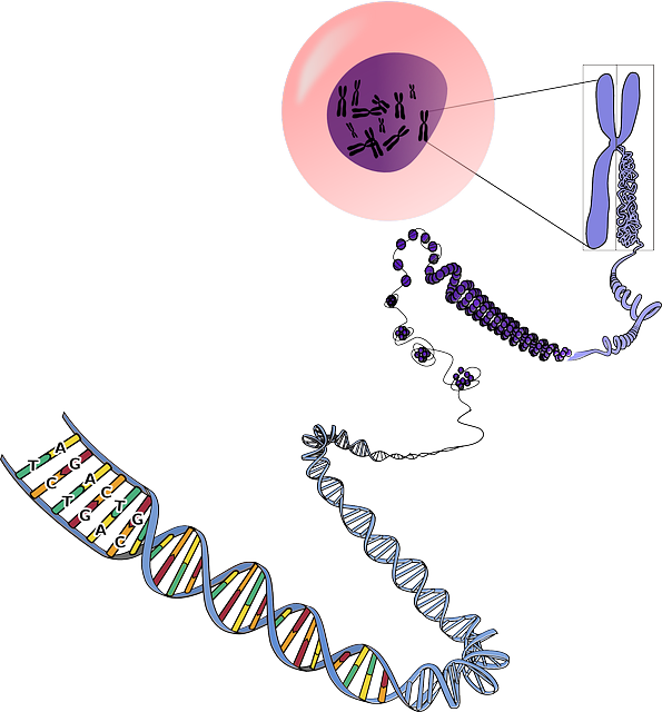 ΑΠΟ ΤΟ DNA ΣΤΟ RNA ΚΑΙ ΣΤΙΣ ΠΡΩΤΕΪΝΕΣ (Ο ΓΕΝΕΤΙΚΟΣ ΚΩΔΙΚΑΣ)