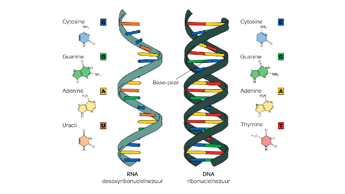 ΑΠΟ ΤΟ DNA ΣΤΟ RNA ΚΑΙ ΣΤΙΣ ΠΡΩΤΕΪΝΕΣ (Ο ΓΕΝΕΤΙΚΟΣ ΚΩΔΙΚΑΣ) | Καρδιολογία