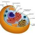 cells-structure-er-and-golgi-bodies-2-638