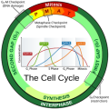 dna2-the-cell-cycle