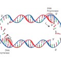 dna_replication