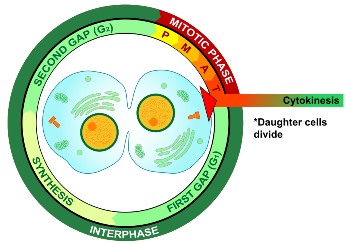 dna Difference-Between-Mitosis-and-Cytokinesis-image-2