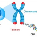 dna fffffffffimage