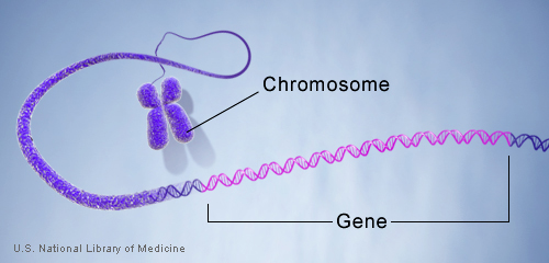 epig geneinchromosome