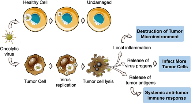 can Oncolytic-Virus-Therapy-Development-7