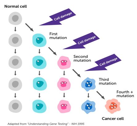 can cell-damage-and-cancer2