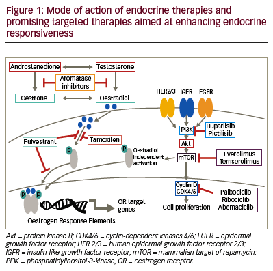 can figure_1__mode_of_action_of_endocrine_theraples