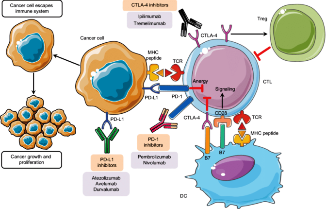 can mmune-checkpoint-inhibitors-in-cancer-treatment-Notes-inability-to-activate-CTLs-in