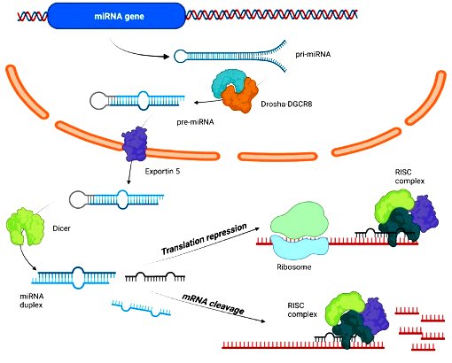 mirna croRNA-biogenesis-and-mechanism-of-action-Primary-miRNAs-pri-miRNAs-are-transcribed