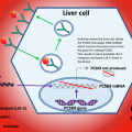 incl pcsk9-and-inclisiran-action-diagram-2of2