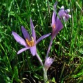 stem Colchicum_autumnale_1-270x300