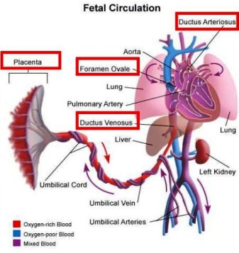 pfo-fetal-circulation-drpadmesh-5-728