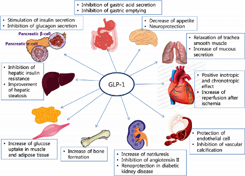 diab -The-pancreatic-and-extrapancreatic-effect-of-GLP-1-GLP-1-glucagon-like-peptide-1
