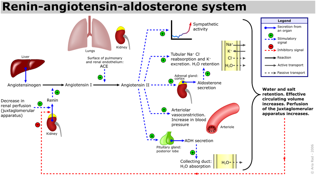 cor raas hypert-raas-otensin-aldosterone-system-1024x571