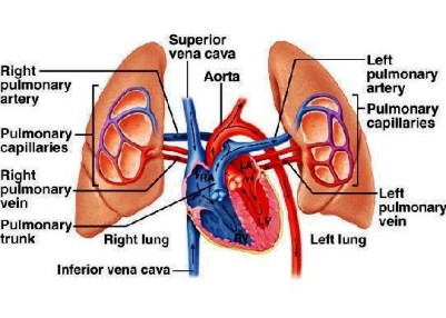 papvr pulmonary-veins-pics