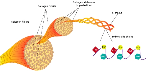 collagen diagram