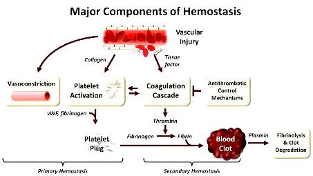 coag-hemostasis