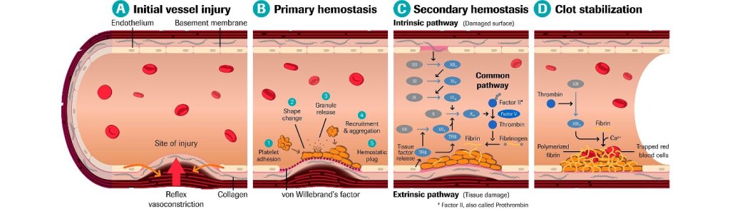 thrombo BloodClotFormation