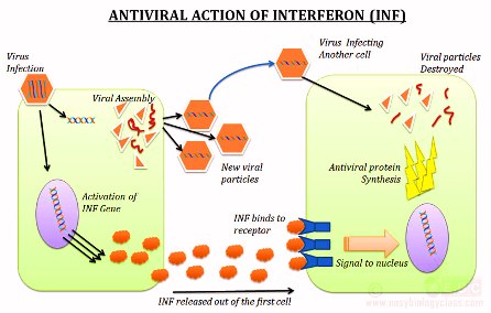 ANOSIA BBAntiviral-Action-Interferon-INF