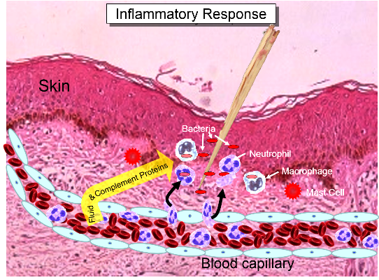 anosia Inflammatory Response