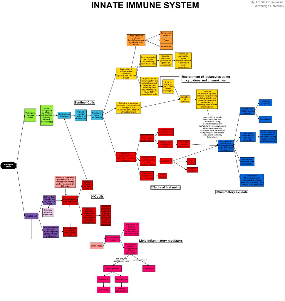 anosia Innate_immune_system