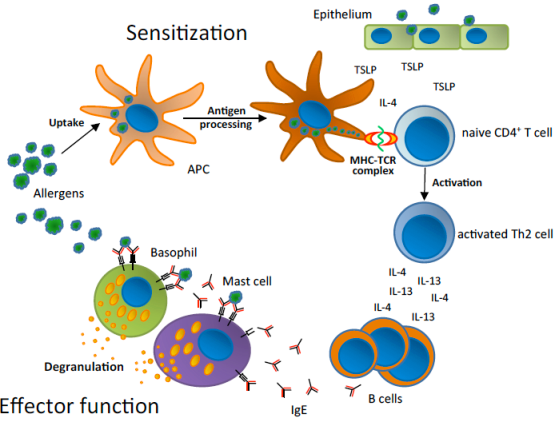 anosia-allergy-Fig-1-Schematic-representation-of-the-allergic-sensitization-and-effector-function