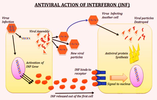 anosia antiviral-action-interferon-inf