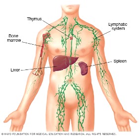 anosia lymphaticsystem