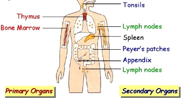 anosia -organ-and-tissues-of-immune-system-2-638
