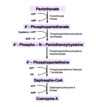 panto 330px-CoA_Biosynthetic_Pathway