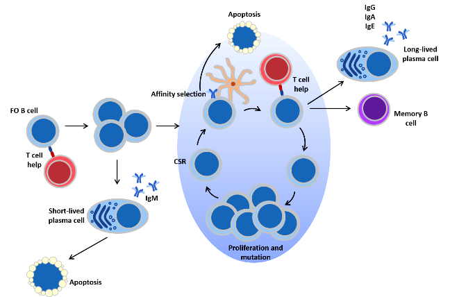 anosia B Cells image 2