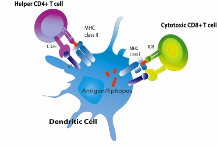 anosia Dendritic Cell presenting antigen