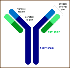 anosia Generation-of-B-cell-antibody-diversity-Figure-1
