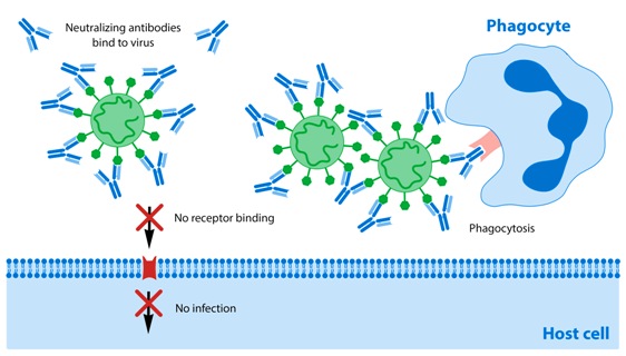 anosia Neutalizing_Antibodies_Blog_Figure2_NeutralizingAntibodies_v5a