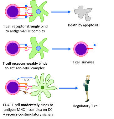 anosia-negative-selection-1