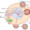 covid 1200px-Virus_Replication