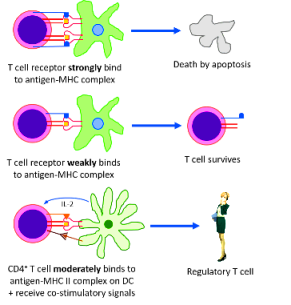 anosia-negative-selection-1 (1)