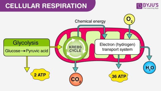 mg Cellular-Respiration-2